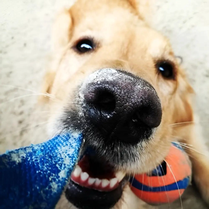 PELOTA DE GOMA PARA PERRO CON AGARRE ULTRA RESISTENTE COLOR NARANJA 7.5 CM - 2