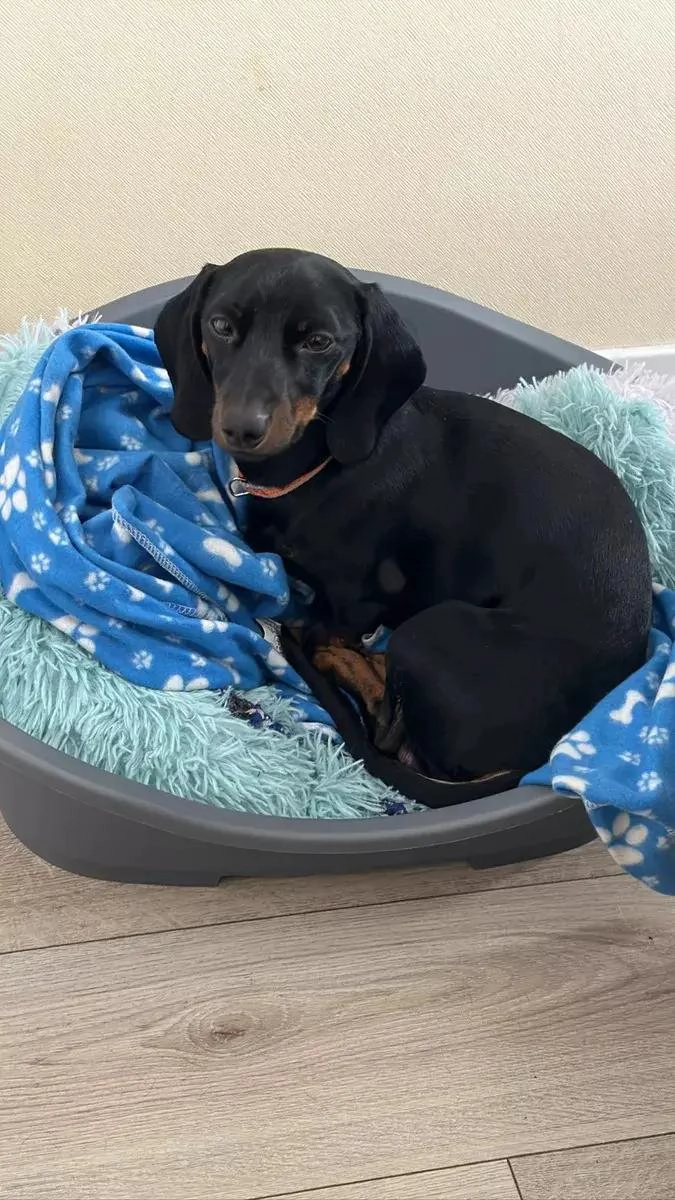 CAMA MEDIANA PARA MASCOTA DE PLASTICO LAVABLE PARA PERROS Y GATOS - 3