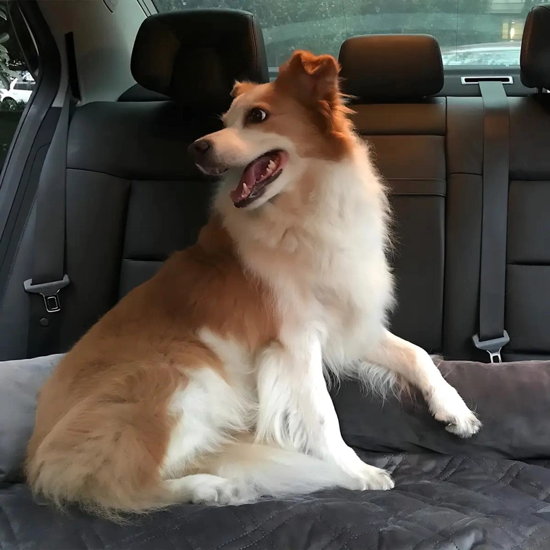 CAMA PARA PERRO TAMAÑO EXTRA GRANDE CON BASE ANTIDESLIZANTE Y FUNDA LAVABLE - 4