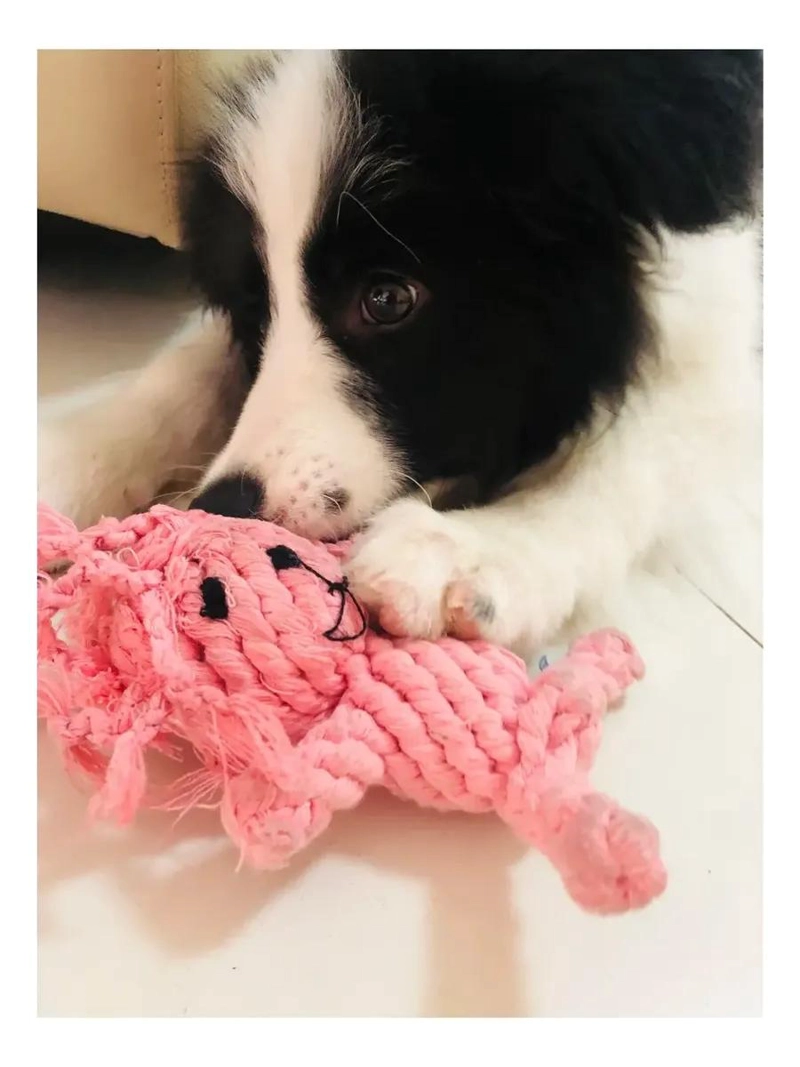 10 JUGUETES DE CUERDA PARA DENTICION DE CACHORROS Y PERROS - 2
