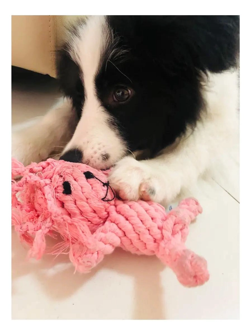 10 JUGUETES DE CUERDA PARA DENTICION DE CACHORROS PERROS - 2