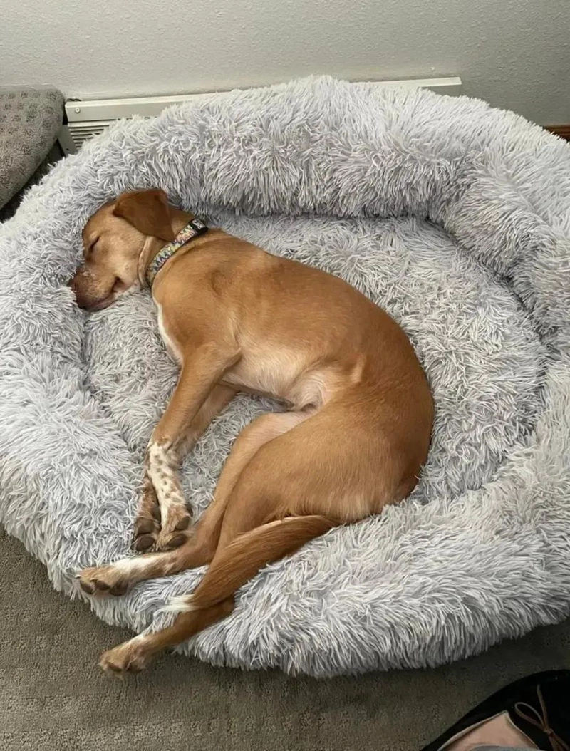 CAMA GRANDE PARA MASCOTAS XXL CON 110 CM DE LARGO PARA PERROS GRANDES - 4