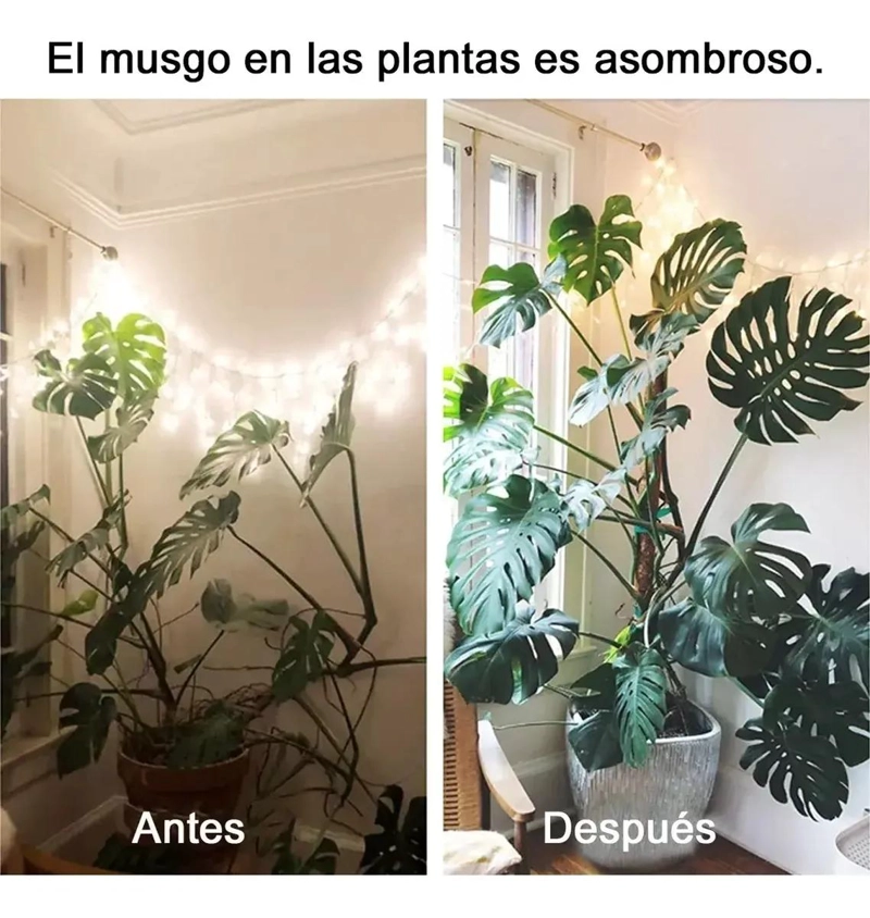 CONJUNTO DE 9 TUTORES DE MUSGO PARA PLANTAS DE 43 CM - 4