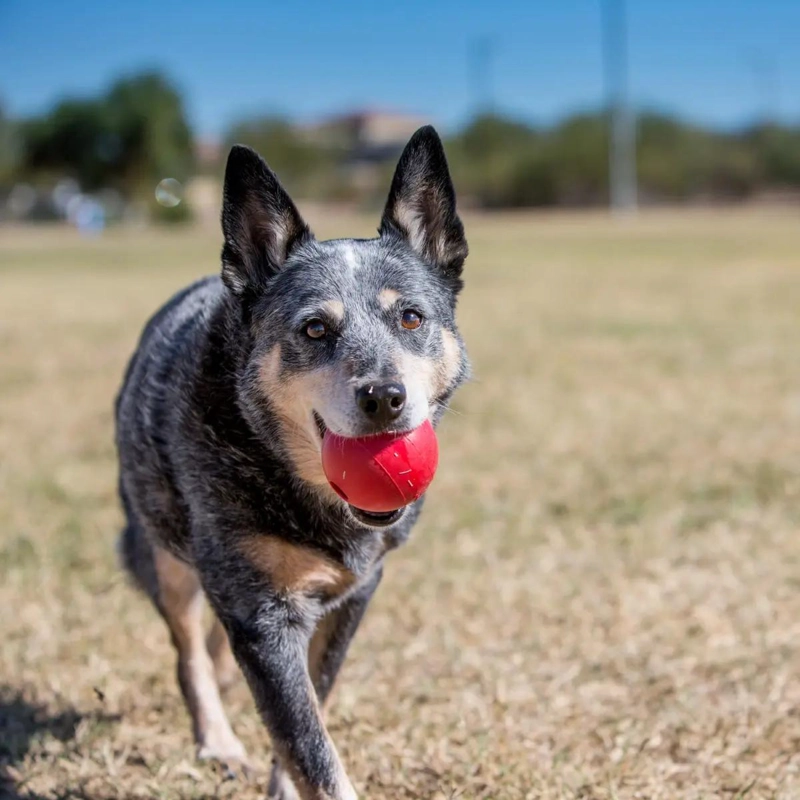 PELOTA RESISTENTE PARA PERROS TAMAÑO PEQUEÑO CON TEXTURA DURADERA - 2