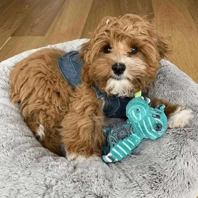 JUGUETE PARA PERROS CON NUDOS BLANDOS TAMAÑO MEDIANO Y GRANDE - 2