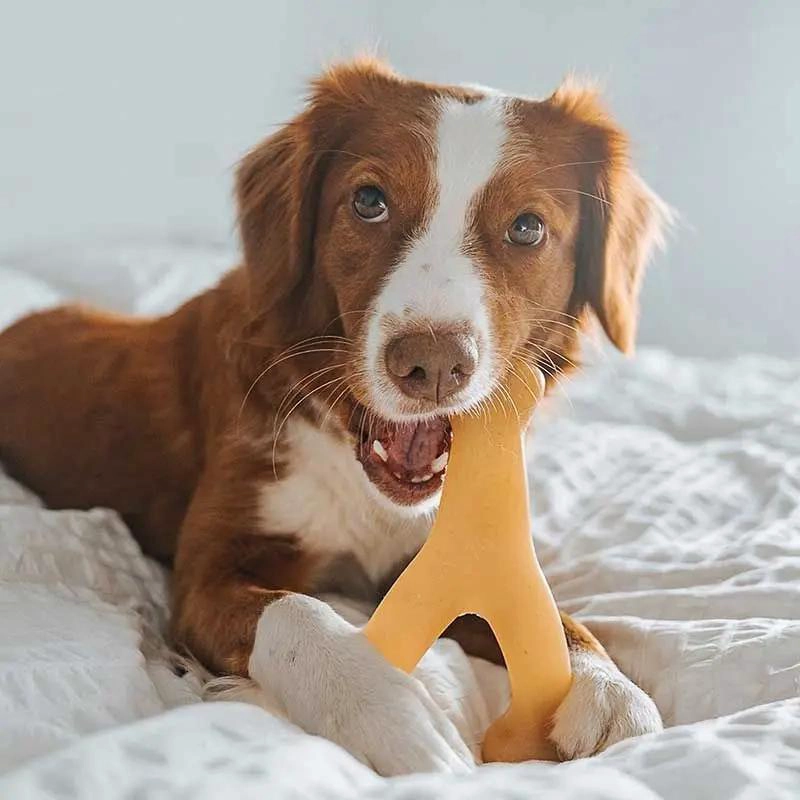 JUGUETE PARA PERROS EN FORMA DE HUESO CON SABOR A POLLO PEQUEÑO - 3