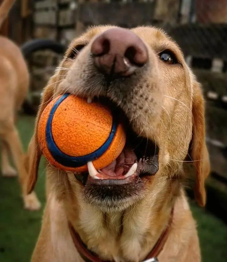 PELOTA ULTRA RESISTENTE PARA PERROS TAMAÑO MEDIANO - 2