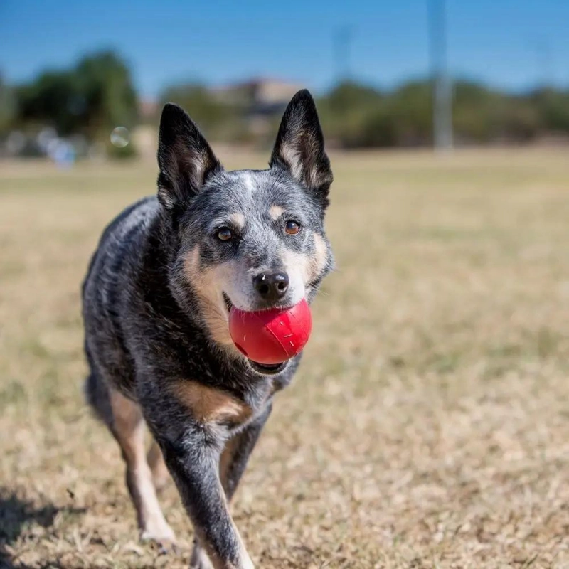 PELOTA PARA PERRO PEQUEÑA DE CAUCHO RESISTENTE PARA JUEGOS - 2