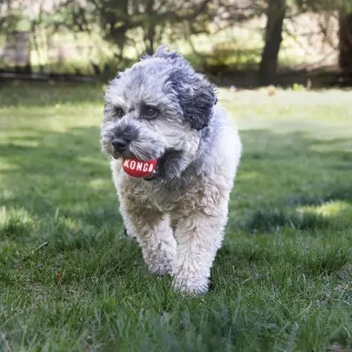 PELOTA SALTARINA PARA PERRO TAMAÑO MEDIANO CON GOMA RESISTENTE - 2