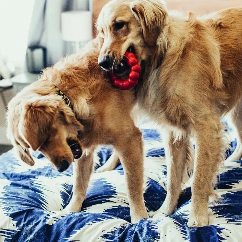 ANILLO MORDIBLE PARA MASCOTAS TAMAÑO PEQUEÑO Y MEDIANO HASTA 16 KG - 4