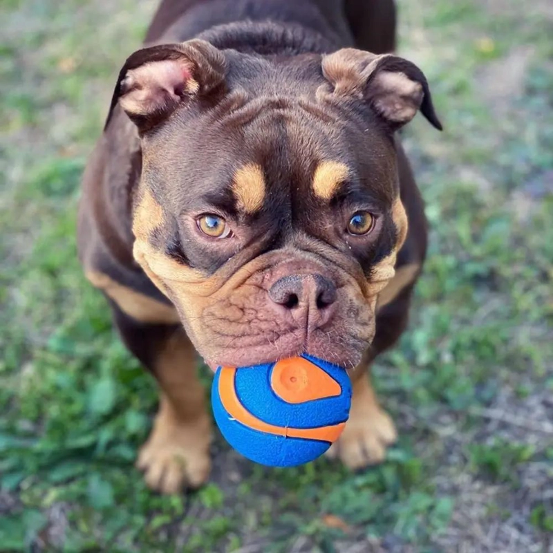 PELOTA PARA PERROS EXTRA GRANDE CON SONIDO PARA JUEGOS ACTIVOS - 1