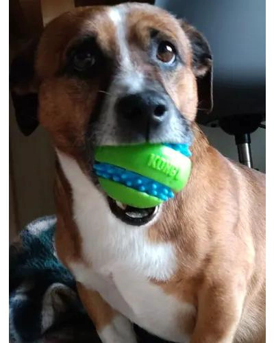 PELOTA DE GOMA CON SONIDO PARA PERROS GRANDES RESISTENTE Y DURADERA - 4