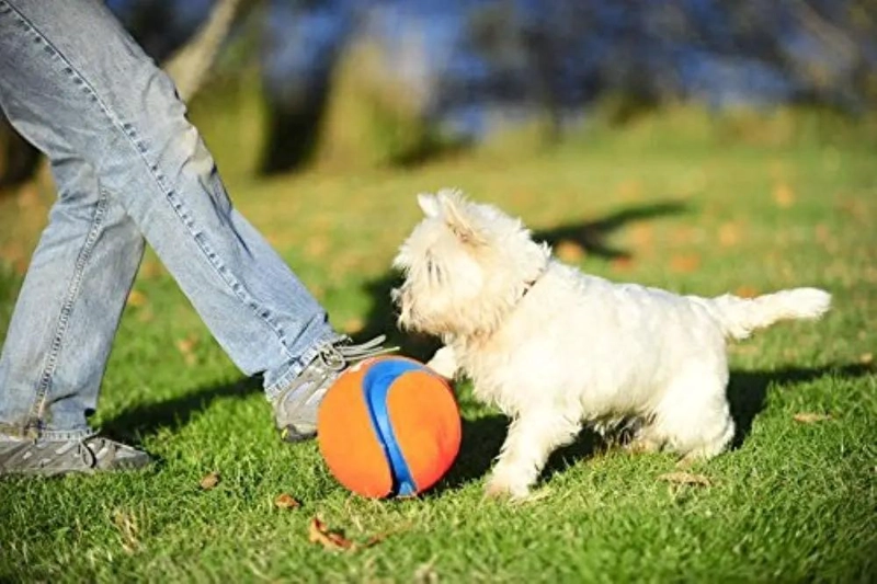 PELOTA INTERACTIVA PARA PERROS MULTICOLOR TAMAÑO 5.5 - 3