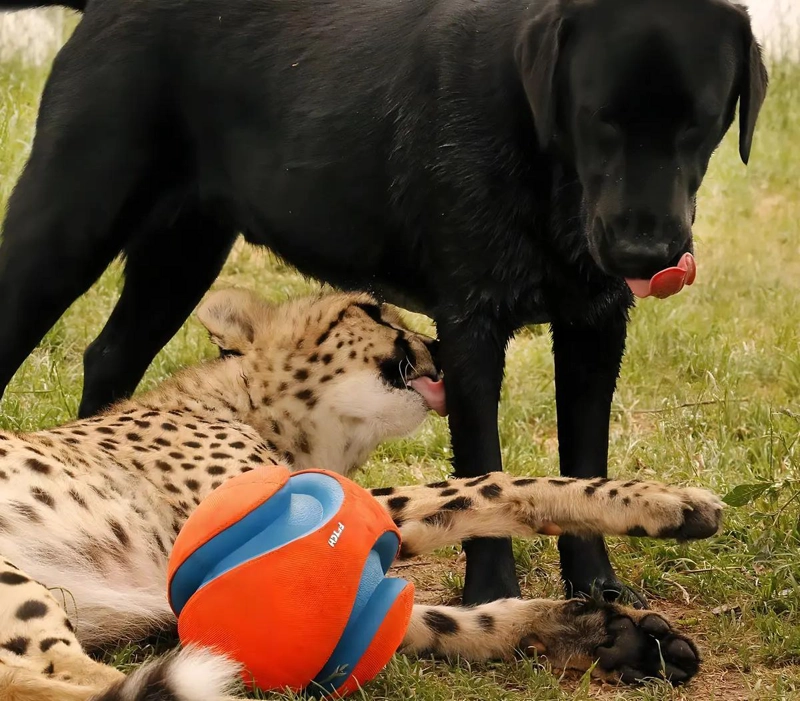 PELOTA INTERACTIVA PARA PERROS MULTICOLOR TAMAÑO 5.5 - 4