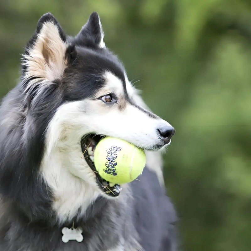 PELOTA PARA PERROS GRANDE CON SONIDO Y MATERIAL RESISTENTE - 5