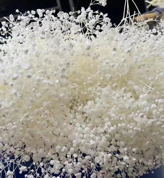 RAMO DE FLORES SECAS GYPSOPHILA PARA DECORACION FLORAL - 1