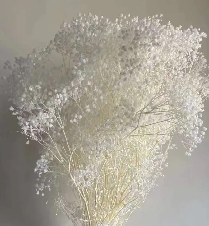 RAMO DE FLORES SECAS GYPSOPHILA PARA DECORACION FLORAL - 10