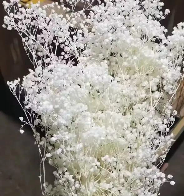 RAMO DE FLORES SECAS GYPSOPHILA PARA DECORACION FLORAL - 3