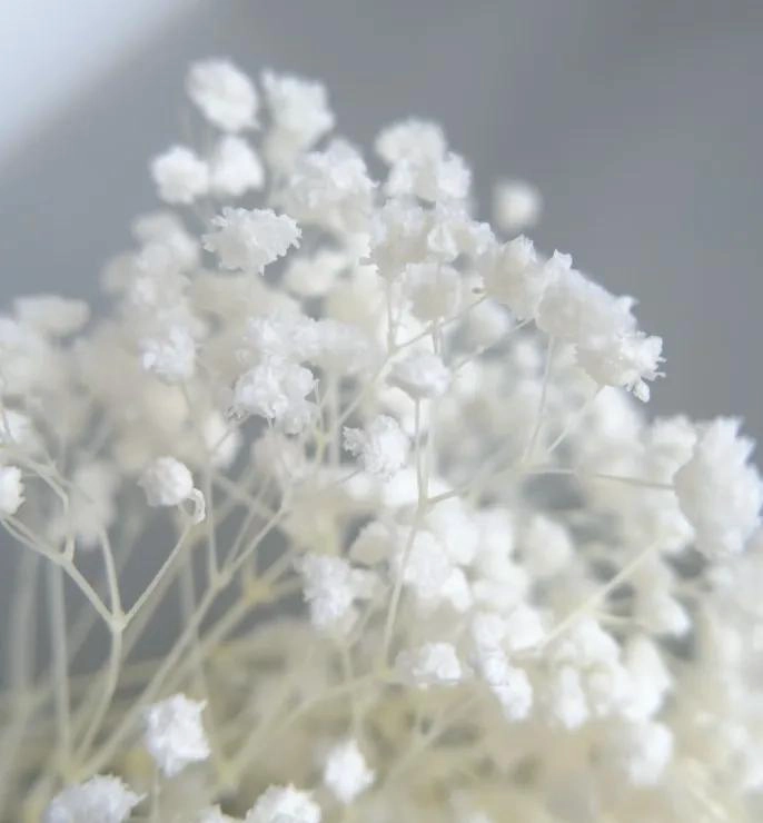 RAMO DE FLORES SECAS GYPSOPHILA PARA DECORACION FLORAL - 9