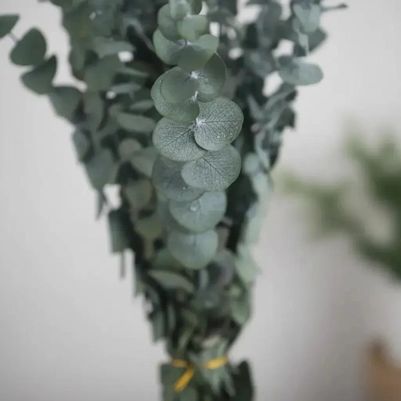 RAMO NATURAL DE EUCALIPTO PRESERVADO PARA DECORACION ELEGANTE - 2