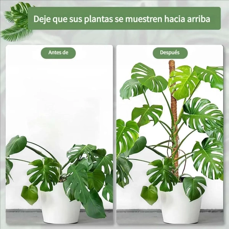 KIT DE 21 TUTORES DE FIBRA DE COCO PARA PLANTAS TREPADORAS - 3