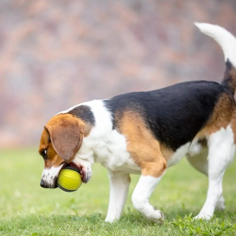 PELOTA DE GOMA DUROFLEX PARA PERROS COLOR AMARILLO MEDIANA - 1