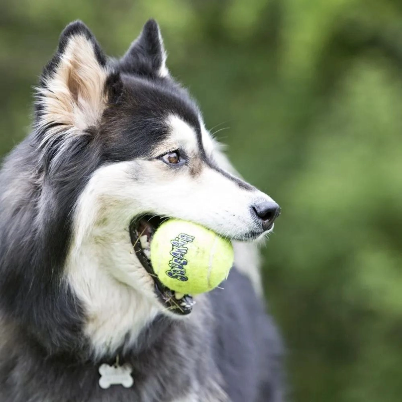 PELOTAS DE TENIS SQUEAKAIR PARA PERROS 3 UNIDADES VERDE - 2