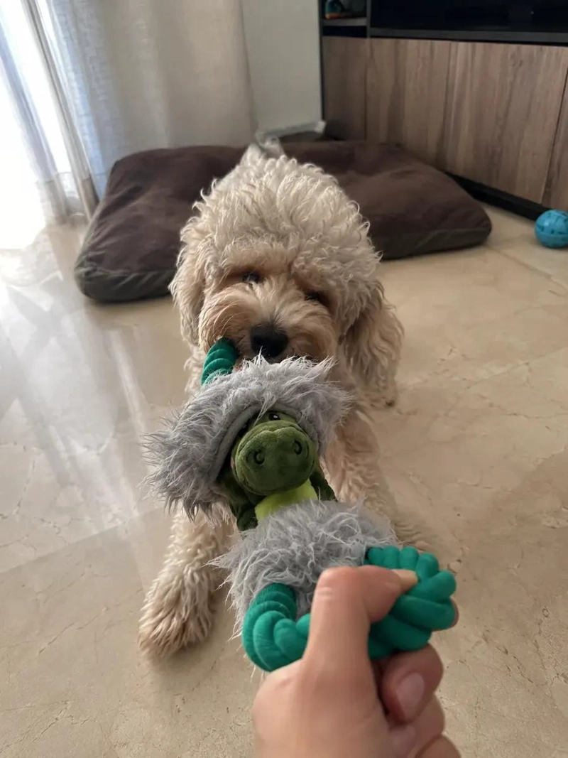 PELUCHE COCODRILO SUAVE CON CUERDAS Y SQUEAKER PARA PERROS - 2