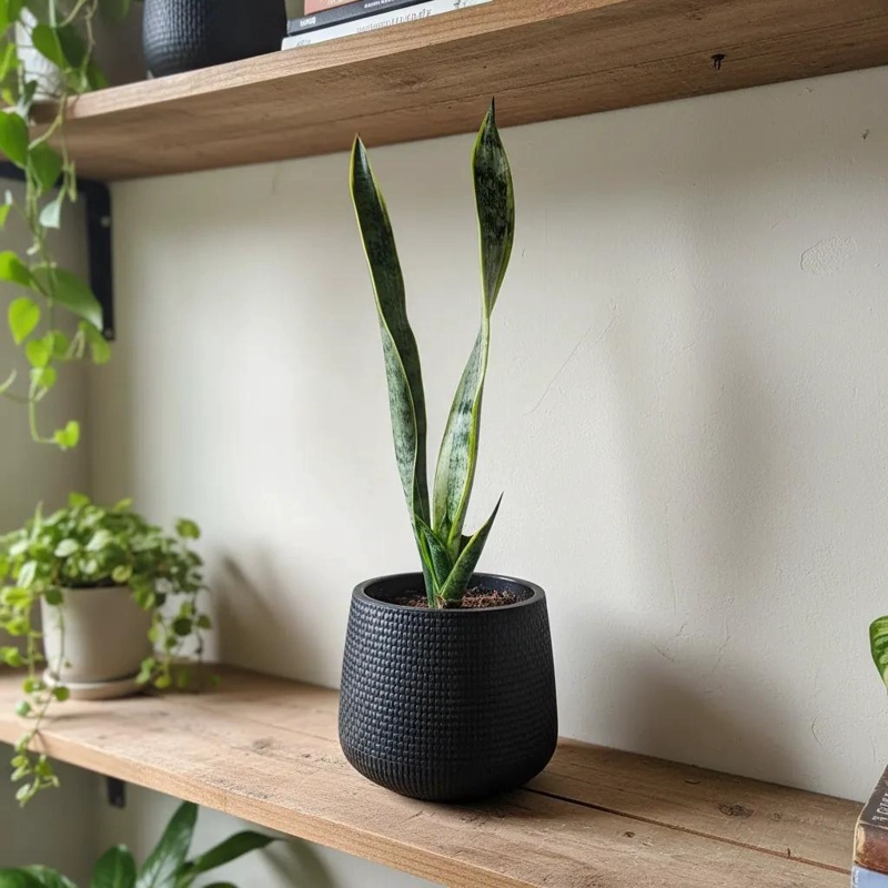 MACETERO DECORATIVO TEJIDO ESTILO RATAN 13 CM - 1