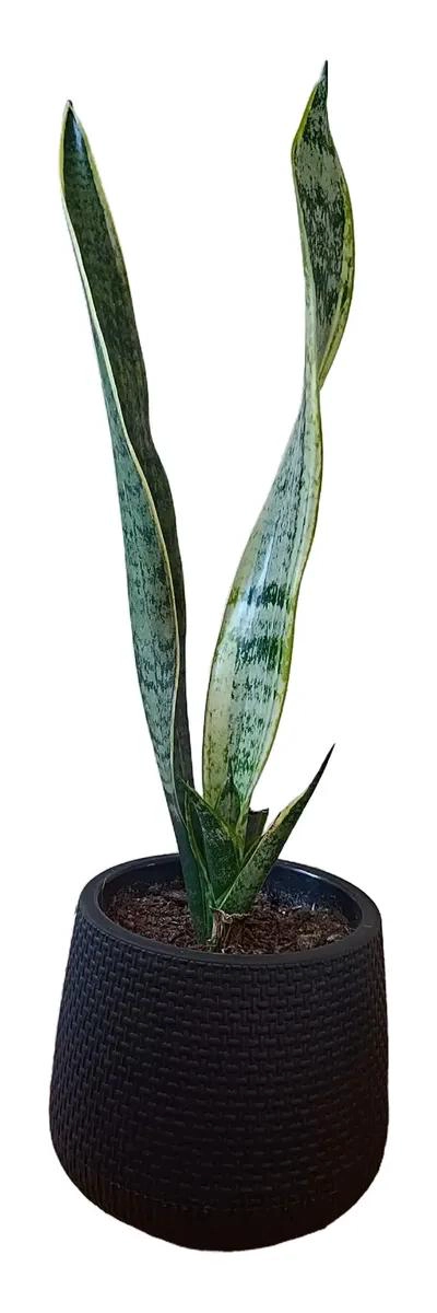 MACETERO DECORATIVO TEJIDO ESTILO RATAN 13 CM - 8