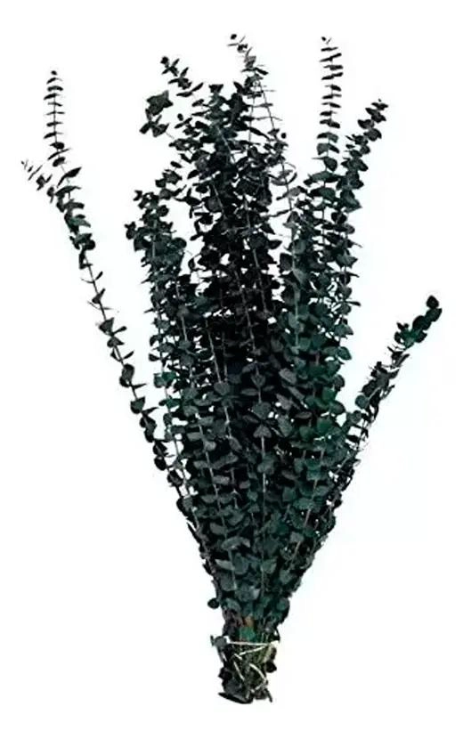 RAMAS DE EUCALIPTO NATURAL SECADO Y PRESERVADO CON AROMA - 6