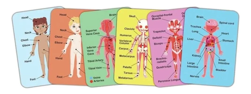 ROMPECABEZAS MAGNE TICO DEL CUERPO HUMANO 69 PIEZAS - 1