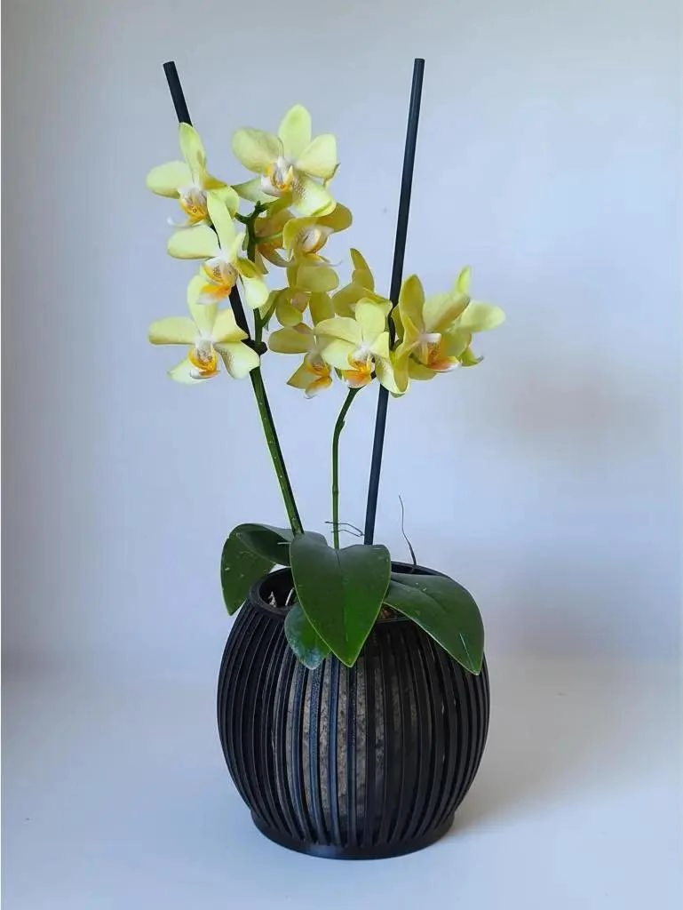 MACETA ZEN PARA ORQUIDEAS MULTIFLOR MEDIANA CON DRENAJE - 3