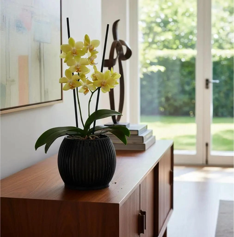 MACETA ZEN PARA ORQUIDEAS MULTIFLOR MEDIANA CON DRENAJE - 5