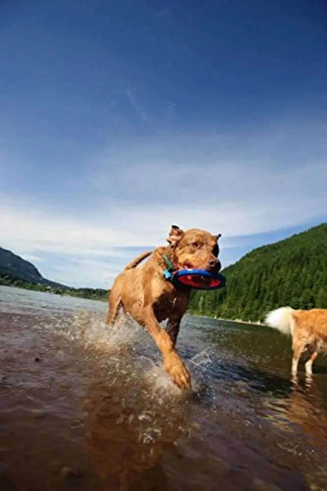 FRISBEE FLOTANTE PARA PERROS PEQUEÑOS IDEAL PARA JUGAR - 2