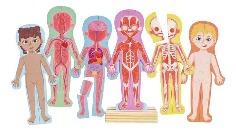 PUZLE INTERACTIVO DEL CUERPO HUMANO PARA APRENDER ANATOMIA - 1
