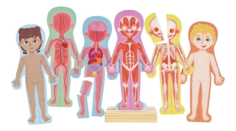ROMPECABEZAS MAGNE TICO DEL CUERPO HUMANO 69 PIEZAS - 1