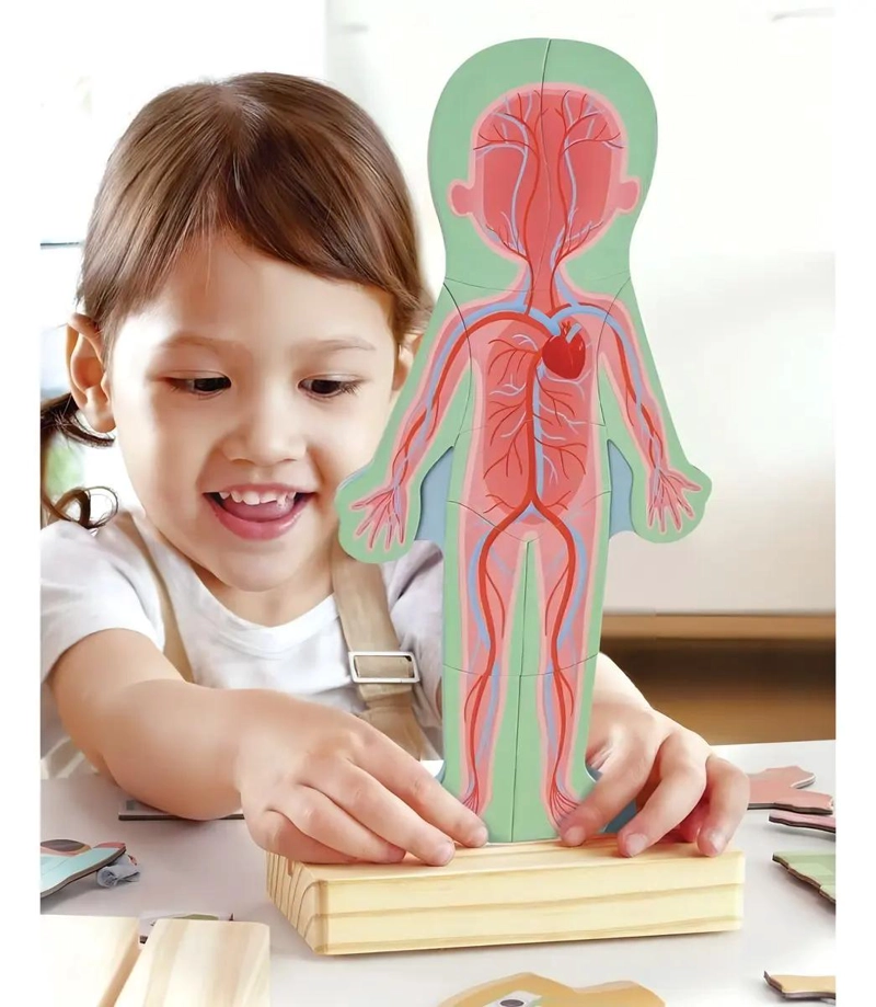 ROMPECABEZAS MAGNE TICO DEL CUERPO HUMANO 69 PIEZAS - 3