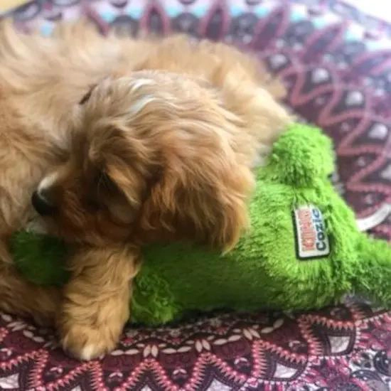 JUGUETE DE PELUCHE COCODRILO VERDE PARA PERROS TALLA M - 5