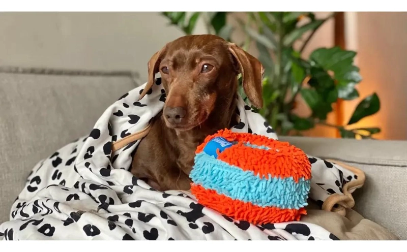 PELOTA INDOOR PARA PERROS CON DISEÑO SUAVE Y DURADERO - 1