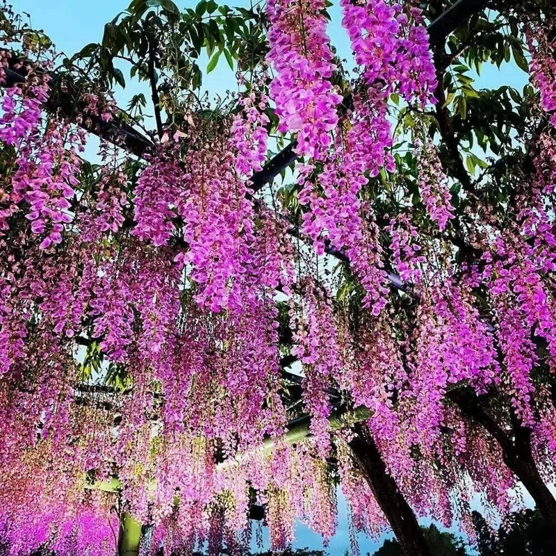 PACK DE 12 GUIRNALDAS COLGANTES DE FLORES ARTIFICIALES - 2
