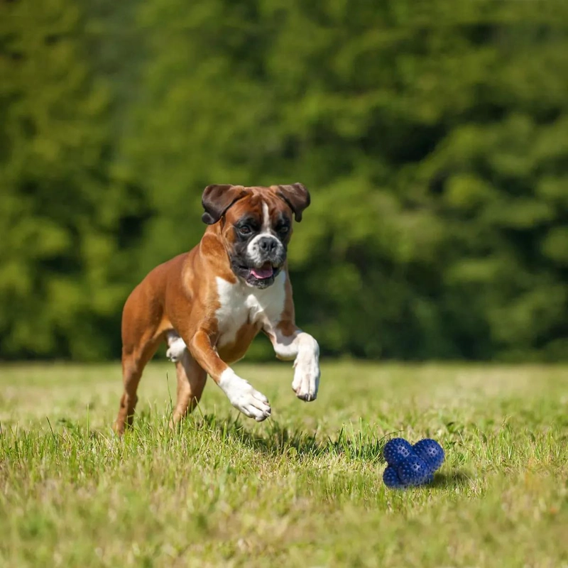PELOTA DE PLASTICO PARA PERRO MEDIANO IDEAL PARA JUGAR - 2