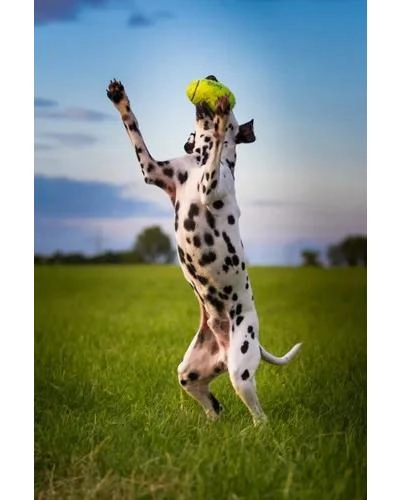 BALON DE FUTBOL AMERICANO PARA MASCOTAS TALLA M - 2