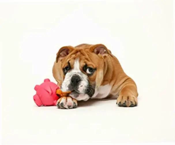DISPENSADOR INTERACTIVO DE DULCES PARA PERROS - 3