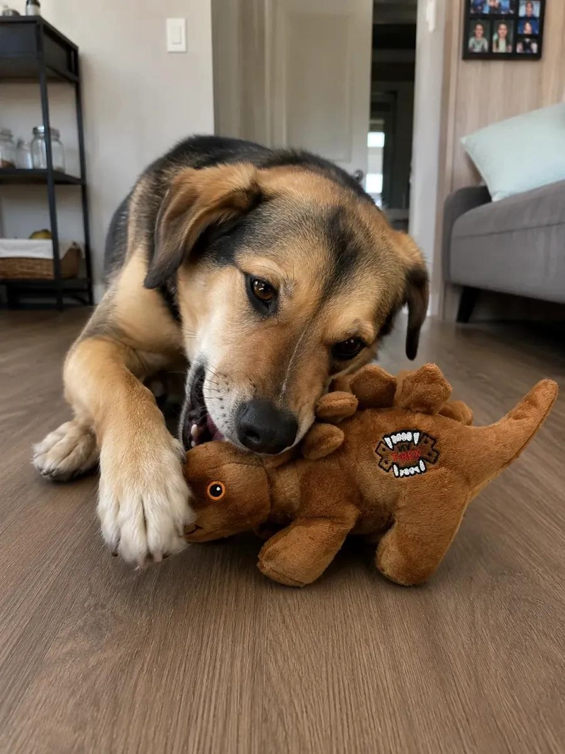 PELUCHE ANTIMORDIDA DINOSAURIO RESISTENTE PARA PERROS - 1