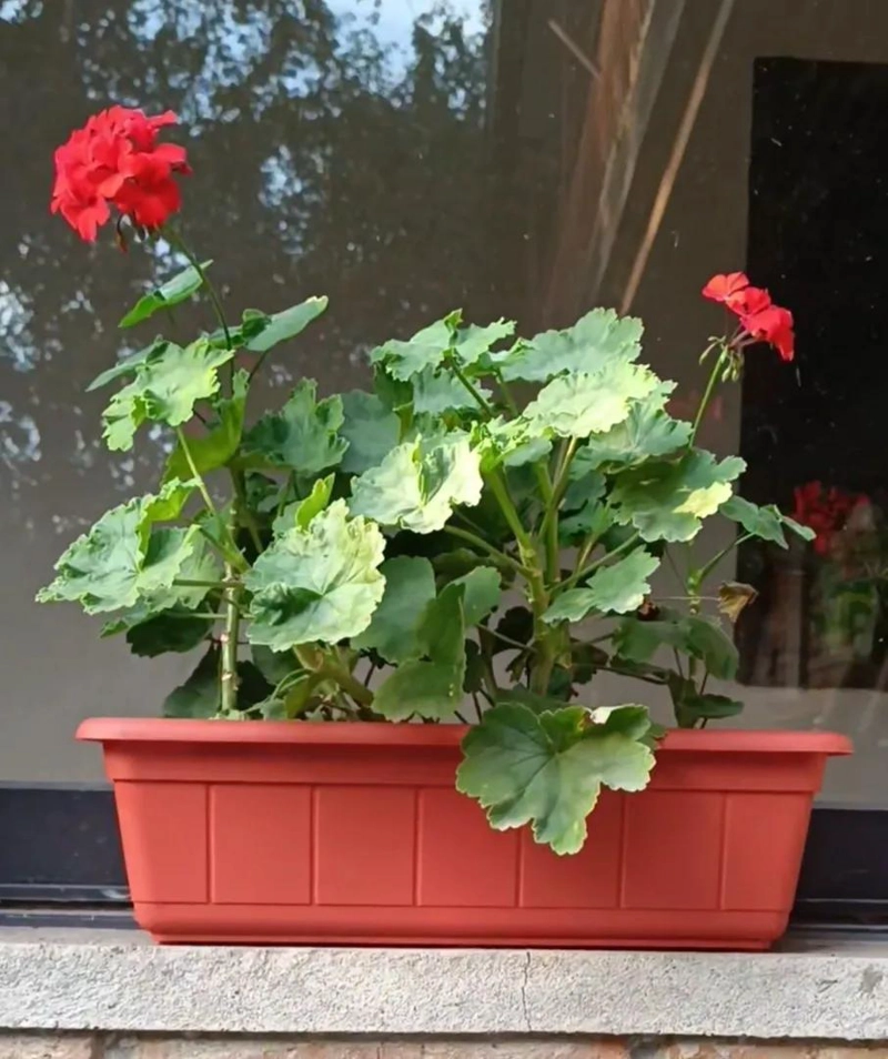 PACK DE 5 MACETEROS RECTANGULARES DE PLASTICO PARA JARDIN - 10