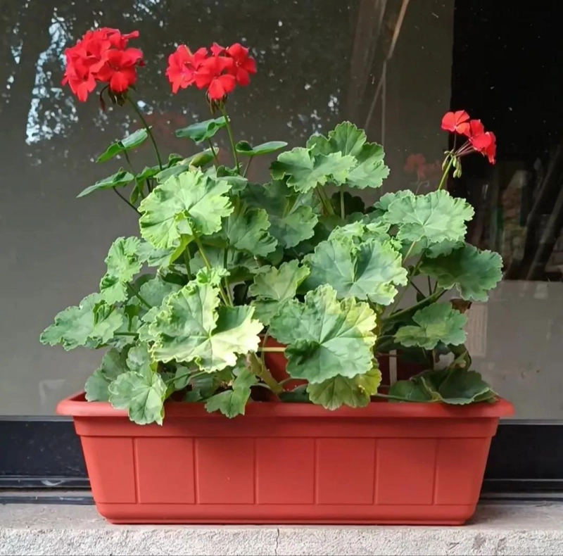 PACK DE 5 MACETEROS RECTANGULARES DE PLASTICO PARA JARDIN - 2