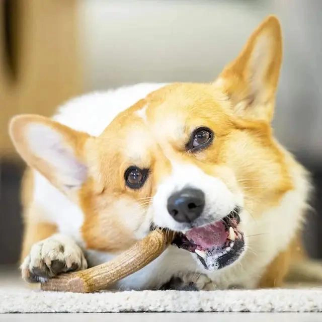 JUGUETE MASTICABLE PARA PERROS DE MADERA NATURAL GRANDE - 3