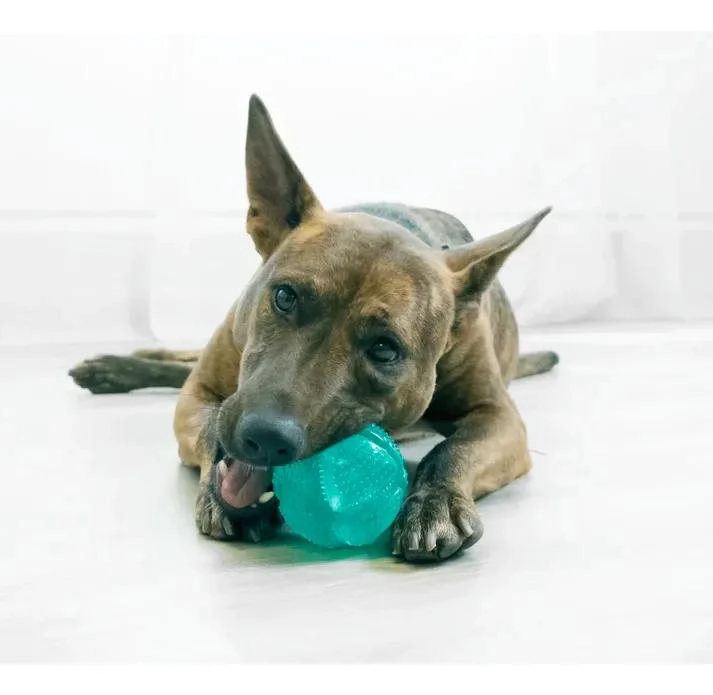 PELOTA DENTAL SQUEEZZ PARA PERROS DE TAMAÑO MEDIANO - 1