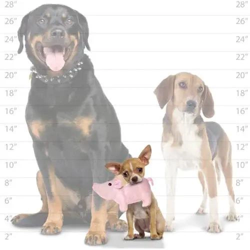 JUGUETE RESISTENTE PARA PERROS DISEÑO CERDITO IDEAL PARA JUGAR - 2